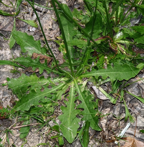 {Hypochaeris radicata}